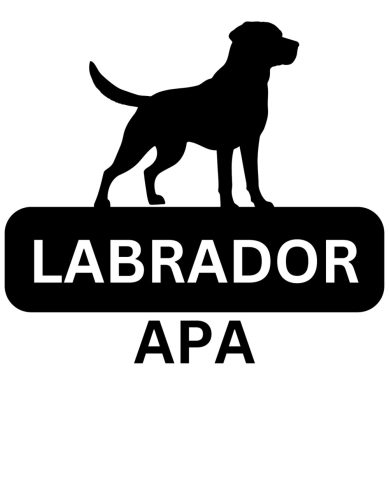 Labrador Apa